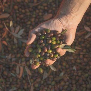 Alternative view of Olio – bag in box 5 litri